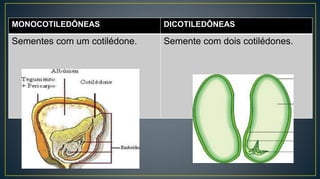 MONOCOTILEDÔNEAS DICOTILEDÔNEAS
Sementes com um cotilédone. Semente com dois cotilédones.
 