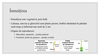 Înmulțirea
◦ Înmulțirea este vegetativă, prin bulb.
◦ Laleaua, narcisa și ghiocelul sunt plante perene, bulbul rămânând în pământ
mult timp și înflorind mai mult de 2 ani.
◦ Organe de reproducere:
1. Masculine: staminele – produc polenul
2. Feminine: pistil sau gineceu – produc ovulele
11.05.2023
 