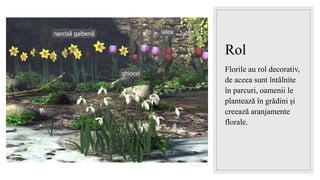 11.05.2023
Rol
Florile au rol decorativ,
de aceea sunt întâlnite
în parcuri, oamenii le
plantează în grădini și
creează aranjamente
florale.
 