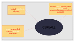CEREALE
Cerealele sunt o grupă de plante
care cuprinde grâul
,secara,orzul,ovăzul,porumbul,mei
ul și orezul.
Se cultivă mai ales la
câmpie.
Unele se seamănă
toamna,iar altele
primăvara.
 