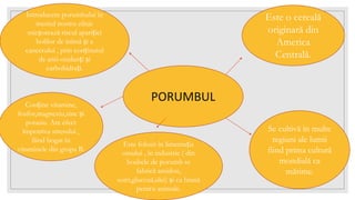 PORUMBUL
Este o cereală
originară din
America
Centrală.
Se cultivă în multe
regiuni ale lumii
fiind prima cultură
mondială ca
mărime.
Este folosit în limentația
omului , în industrie ( din
boabele de porumb se
fabrică amidon,
soirt,glucoză,ulei) și ca hrană
pentru animale.
Conține vitamine,
fosfor,magneziu,zinc și
potasiu. Are efect
împotriva stresului ,
fiind bogat în
vitaminele din grupa B.
Introducere porumbului în
meniul nostru zilnic
micșorează riscul apariției
bolilor de inimă și a
cancerului , prin conținutul
de anti-oxidanți și
carbohidrați.
 