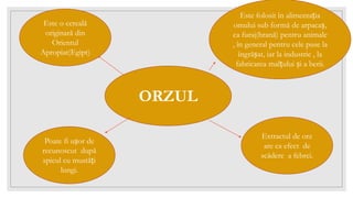 ORZUL
Este folosit în alimentația
omului sub formă de arpacaș,
ca furaj(hrană) pentru animale
, în general pentru cele puse la
îngrășat, iar la industrie , la
fabricarea malțului și a berii.
Extractul de orz
are ca efect de
scădere a febrei.
Este o cereală
originară din
Orientul
Apropiat(Egipt)
Poate fi ușor de
recunoscut după
spicul cu mustăți
lungi.
 