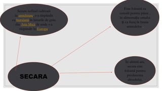 SECARA
Este folosită ca
cereală pentru pâine ,
în alimentația omului
și ca furaj în hrana
animalelor .
În ultimii ani,
secara este
folosită pentru
producerea
alcoolului.
Secara nefiind cultivată
în antichitate, s-a răspândit
ca buruiană în lanurile de grâu
din Asia Mică de unde s-a
răspândit în Europa.
 