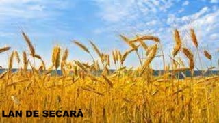 LAN DE SECARĂ
 