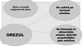 Este o cereală
originară din Asia.
OREZUL
Se cultivă pe
terenuri
umedee.
Se folosește în
alimentația
omului, datorită
proprietăților
sale nutritive.
 