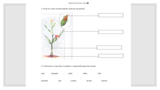 Monocotiledonate - flori.pptx