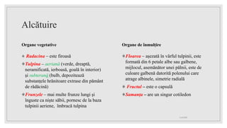 Alcătuire
Organe vegetative
۞ Radacina – este firoasă
۞Tulpina – aeriană (verde, dreaptă,
neramificată, ierboasă, goală în interior)
și subterană (bulb, depozitează
substanțele hrănitoare extrase din pământ
de rădăcină)
۞Frunzele – mai multe frunze lungi și
înguste ca niște săbii, pornesc de la baza
tulpinii aeriene, îmbracă tulpina
Organe de înmulțire
۞Floarea – așezată în vârful tulpinii, este
formată din 6 petale albe sau galbene,
mijlocul, asemănător unei pălnii, este de
culoare galbenă datorită polenului care
atrage albinele, simetrie radială
۞ Fructul – este o capsulă
۞Samanța – are un singur cotiledon
11.05.2023
 