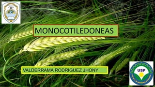 MONOCOTILEDONEAS
VALDERRAMA RODRIGUEZ JHONY
 