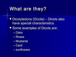 What are they?
   Dicotyledons (Dicots) – Dicots also
    have special characteristics.
   Some examples of Dicots are:
    –   Oaks
    –   Roses
    –   Mustards
    –   Cacti
    –   sunflowers
 