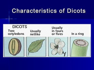 Characteristics of Dicots
 