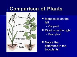 Comparison of Plants
               Monocot is on the
                left
                – Oat plant
               Dicot is on the right
                – Bean plant


               Notice the
                difference in the
                two plants
 