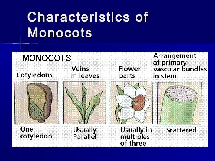 Monocots and dicots