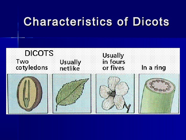 Monocots and dicots