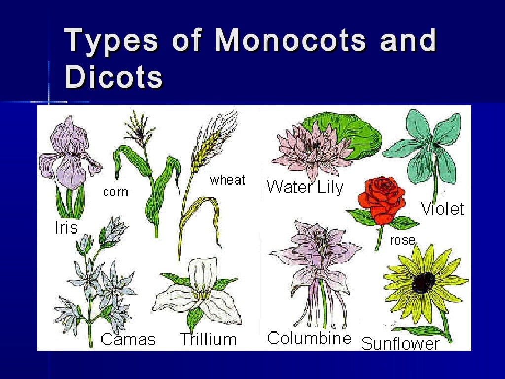 Monocots and dicots