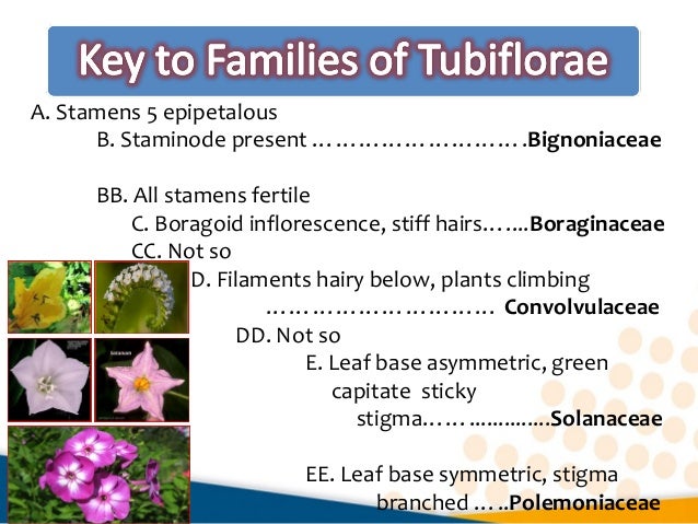 Identification keys to orders and families of Monocots and Dicots