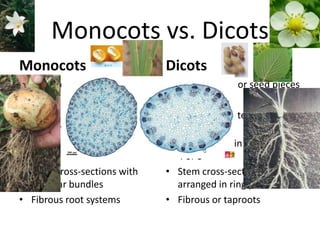 Monocots vs. Dicots Monocots	 1 cotyledon, or seed piece Parallel veins Leaves which tend to be long and narrow Flower parts in multiples of of 3 Stem cross-sections with vascular bundles Fibrous root systems Dicots 2 cotyledons, or seed pieces Netted veins Leaves which tend to be wide Flower parts in multiples of 4 or 5 Stem cross-sections arranged in ring patterns Fibrous or taproots 