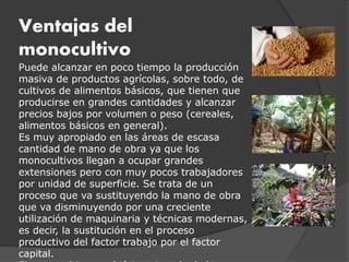 Ventajas del
monocultivo
Puede alcanzar en poco tiempo la producción
masiva de productos agrícolas, sobre todo, de
cultivos de alimentos básicos, que tienen que
producirse en grandes cantidades y alcanzar
precios bajos por volumen o peso (cereales,
alimentos básicos en general).
Es muy apropiado en las áreas de escasa
cantidad de mano de obra ya que los
monocultivos llegan a ocupar grandes
extensiones pero con muy pocos trabajadores
por unidad de superficie. Se trata de un
proceso que va sustituyendo la mano de obra
que va disminuyendo por una creciente
utilización de maquinaria y técnicas modernas,
es decir, la sustitución en el proceso
productivo del factor trabajo por el factor
capital.
 