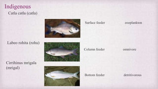 Indigenous 
Catla catla (catla) 
Labeo rohita (rohu) 
Cirrihinus mrigala 
(mrigal) 
Surface feeder zooplankton 
Column feeder omnivore 
Bottom feeder detritivorous 
 