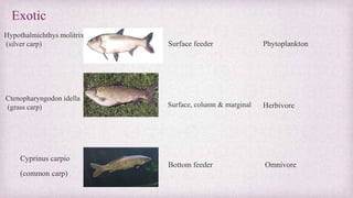 Exotic 
Hypothalmichthys molitrix 
(silver carp) 
Ctenopharyngodon idella 
(grass carp) 
Cyprinus carpio 
(common carp) 
Surface feeder Phytoplankton 
Herbivore 
Surface, column & marginal 
Bottom feeder Omnivore 
 