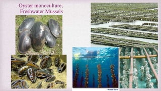 Oyster monoculture, 
Freshwater Mussels 
 