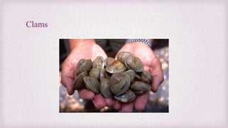 Clams 
 