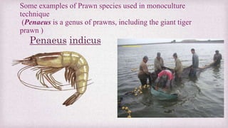 Some examples of Prawn species used in monoculture 
technique 
(Penaeus is a genus of prawns, including the giant tiger 
prawn ) 
Penaeus indicus 
 