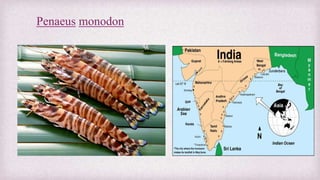 Penaeus monodon 
 
