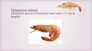 Metapenaeus dobsoni 
(dominant species of brackish water and is 11 cm in 
length) 
 