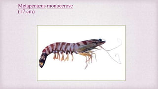Metapenaeus monocerose 
(17 cm) 
 