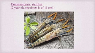 Parapenaeopsis stylifera 
(2 year old specimen is of 11 cm) 
 