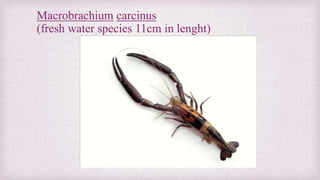 Macrobrachium carcinus 
(fresh water species 11cm in lenght) 
 