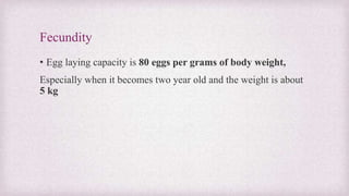 Fecundity 
• Egg laying capacity is 80 eggs per grams of body weight, 
Especially when it becomes two year old and the weight is about 
5 kg 
 