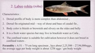 2. Labeo rohita (rohu) 
Characteristics : 
1. Dorsal profile of body is more complex than abdominal , 
2. Dorsal fin originated mid – way of shout and base of caudal fin , 
3. Body color is bluish or brownish and silvery on the sides and belly 
4. It is a fresh water species but may live in brackish water as Catla , 
5. The confined water is suitable for cultivation however it does not breed in 
confined waters . 
Fecundity : A 51 – 75 cm long specimen , lays about 2,25,500 – 27,94,000eggs, 
the average eggs per body weight is about 1258 eggs / gm body weight 
 