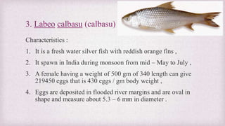 3. Labeo calbasu (calbasu) 
Characteristics : 
1. It is a fresh water silver fish with reddish orange fins , 
2. It spawn in India during monsoon from mid – May to July , 
3. A female having a weight of 500 gm of 340 length can give 
219450 eggs that is 430 eggs / gm body weight , 
4. Eggs are deposited in flooded river margins and are oval in 
shape and measure about 5.3 – 6 mm in diameter . 
 