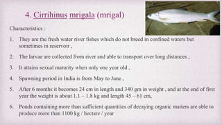 4. Cirrihinus mrigala (mrigal) 
Characteristics : 
1. They are the fresh water river fishes which do not breed in confined waters but 
sometimes in reservoir , 
2. The larvae are collected from river and able to transport over long distances , 
3. It attains sexual maturity when only one year old , 
4. Spawning period in India is from May to June , 
5. After 6 months it becomes 24 cm in length and 340 gm in weight , and at the end of first 
year the weight is about 1.1 – 1.8 kg and length 45 – 61 cm, 
6. Ponds containing more than sufficient quantities of decaying organic matters are able to 
produce more than 1100 kg / hectare / year 
 