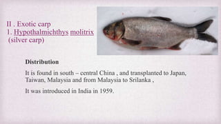 II . Exotic carp 
1. Hypothalmichthys molitrix 
(silver carp) 
Distribution 
It is found in south – central China , and transplanted to Japan, 
Taiwan, Malaysia and from Malaysia to Srilanka , 
It was introduced in India in 1959. 
 