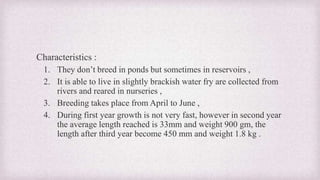 Characteristics : 
1. They don’t breed in ponds but sometimes in reservoirs , 
2. It is able to live in slightly brackish water fry are collected from 
rivers and reared in nurseries , 
3. Breeding takes place from April to June , 
4. During first year growth is not very fast, however in second year 
the average length reached is 33mm and weight 900 gm, the 
length after third year become 450 mm and weight 1.8 kg . 
 