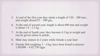 5. At end of the first year they attain a length of 120 – 300 mm , 
and weight about225 – 500 gm, 
6. At the end of second year, length is about 600 mm and weight 
is about 1.8 - 2.3 kg , 
7. At the end of fourth year, they become 4.5 kg in weight and 
can be grown alone in ponds , 
8. Male may mature in 2 years while female a year later 
9. Female fish weighing 3 – 4 kg, have been found to possess 
1,80,000 – 4,92,750 eggs . 
 