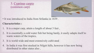 3. Cyprinus carpio 
(common carp) 
• It was introduced to India from Srilanka in 1839 . 
Characteristics : 
1. It is a major carp, attain a length of about 3 feet , 
2. It is essentially a cold water fish but being hardy, it easily adapts itself to 
warm waters of the tropics, 
3. It is world wide and most extensively cultivated 
4. In India it was first stocked in Nilgiri hills, however it has now being 
distributed in other states also , 
 