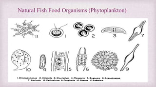 Natural Fish Food Organisms (Phytoplankton) 
 