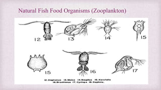 Natural Fish Food Organisms (Zooplankton) 
 