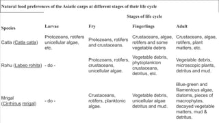 Natural food preferences of the Asiatic carps at different stages of their life cycle 
Species 
Stages of life cycle 
Larvae Fry Fingerlings Adult 
Catla (Catla catla) 
Protozoans, rotifers 
unicellular algae, 
etc. 
Protozoans, rotifers 
and crustaceans. 
Crustaceans, algae, 
rotifers and some 
vegetable debris 
Crustaceans, algae, 
rotifers, plant 
matters, etc. 
Rohu (Labeo rohita) - do - 
Protozoans, rotifers, 
crustaceans, 
unicellular algae. 
Vegetable debris, 
phytoplankton 
crustaceans, 
detritus, etc. 
Vegetable debris, 
microscopic plants, 
detritus and mud. 
Mrigal 
(Cirrhinus mrigal) 
- do - 
Crustaceans, 
rotifers, planktonic 
algae. 
Vegetable debris, 
unicellular algae 
detritus and mud. 
Blue-green and 
filamentous algae, 
diatoms, pieces of 
macrophytes, 
decayed vegetable 
matters, mud & 
detritus. 
 