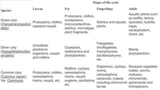 Grass carp 
(Ctenopharyngodoni 
della) 
Protozoans, rotifers, 
copepod nauplii. 
Protozoans, rotifers, 
crustaceans, 
microzoobenthos, 
detritus, microalgae, 
plant fragments. 
Detritus and aquatic 
plants. 
Aquatic plants such 
as wolffia, lemna, 
spirodela, hydrilla, 
najas, 
ceratophyllum, 
chara, etc. 
Silver carp 
(Hypophthalmichthy 
smolitrix) 
Unicellular 
planktonic 
organisms, nauplii 
and rotifers. 
Copepods, 
cladocerans and 
phytoplankton. 
Falagellata, 
dinoflagellata, 
myxophyceae, 
bacillariophycea, 
etc. 
Mainly 
phytoplankton. 
Common carp 
(Cyprinus carpio) 
Var. Communis 
Protozoans, rotifers, 
cereodaphnia, 
moina, nauplii, etc. 
Rotifers, cyclops, 
cereodaphnia, 
moina, nauplii, 
euglena, oscillatoria, 
etc. 
Diaptomus, cyclops, 
moina, 
cereodaphnia, 
ostracods, insects 
including chironomid 
larvae. 
Decayed vegetable 
matter, worms, 
molluscs, 
chironomids, 
ephemerids and 
trichopterans. 
Species 
Stages of life cycle 
Larvae Fry Fingerlings Adult 
 