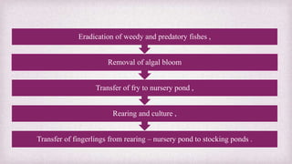 Eradication of weedy and predatory fishes , 
Removal of algal bloom 
Transfer of fry to nursery pond , 
Rearing and culture , 
Transfer of fingerlings from rearing – nursery pond to stocking ponds . 
 