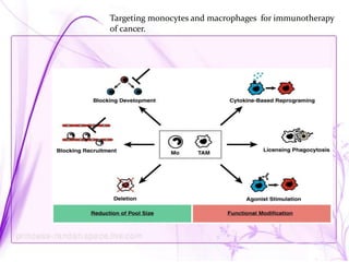 Monocytes macrophages in human cancer | PPTX
