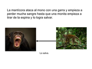 La mantícora ataca al mono con una garra y empieza a
perder mucha sangre hasta que una monita empieza a
tirar de la espina y lo logra salvar.




                      Lo salva.
 