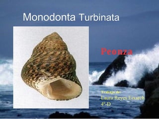Monodonta  Turbinata Peonza Trabajo de:   Laura Reyes Eixarch  4º-D 
