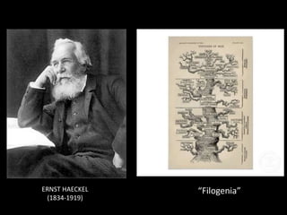 ERNST HAECKEL
(1834-1919)
“Filogenia”
 