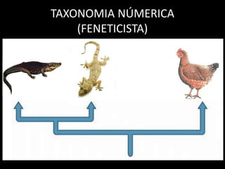 TAXONOMIA NÚMERICA
(FENETICISTA)
• classificações gerais baseadas apenas no grau
de semelhança e diferença entre os
organismos a partir de comparações entre
quaisquer características que pudessem neles
ser observadas;
• Excluem considerações evolutivas, inclusive
filogenéticas, da sistemática.
 
