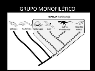 GRUPO MONOFILÉTICO
Corresponde justamente ao conjunto
total de descendentes de um
ancestral comum, este incluso, que
compartilha as características
exclusivas resultantes do processo
evolutivo.
 